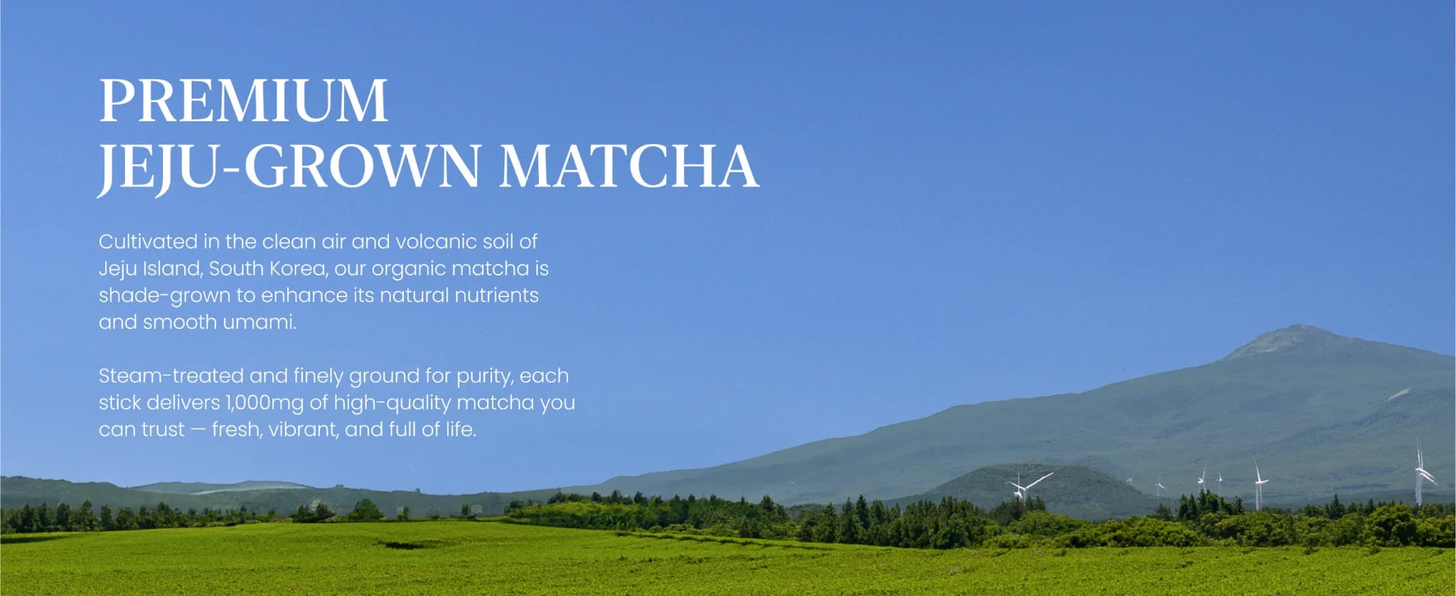 Matcha Lemon Kombucha banner 8